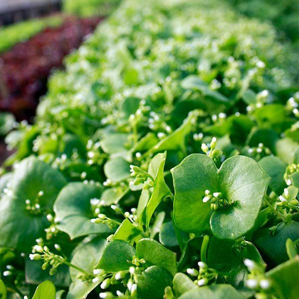 Discover expert tips for growing Claytonia and unique greens at DH Garden Centre.
