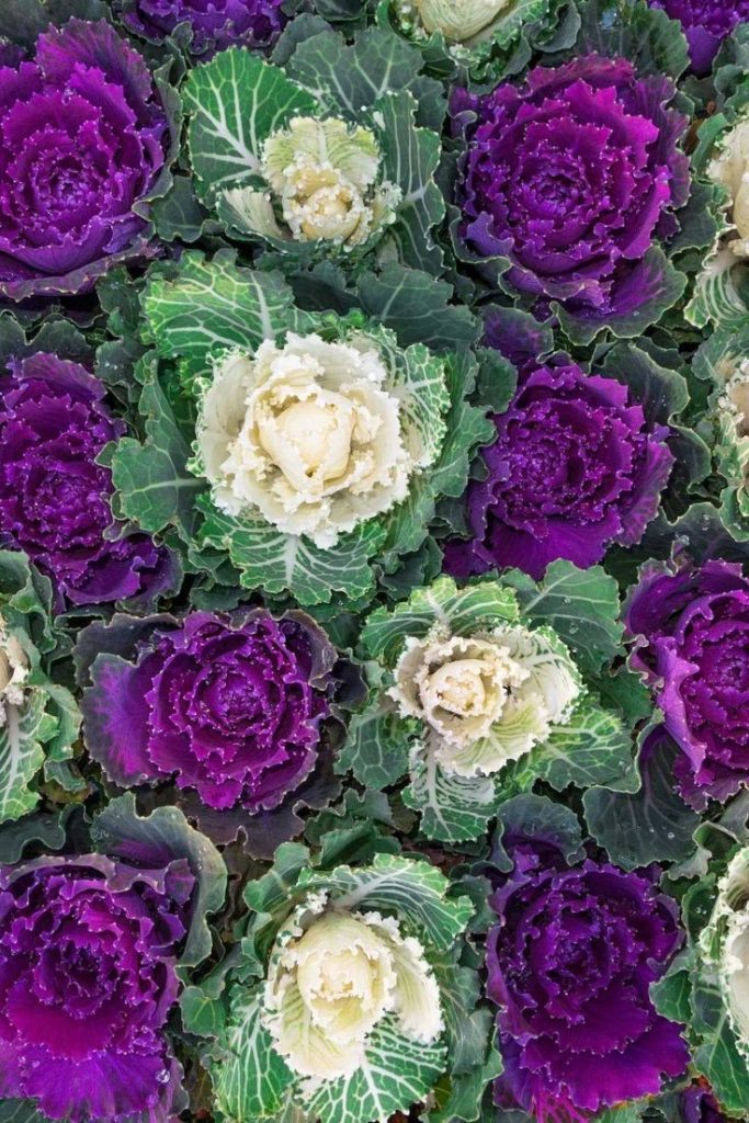 One spring, I decided to grow kale and cabbage early in the season