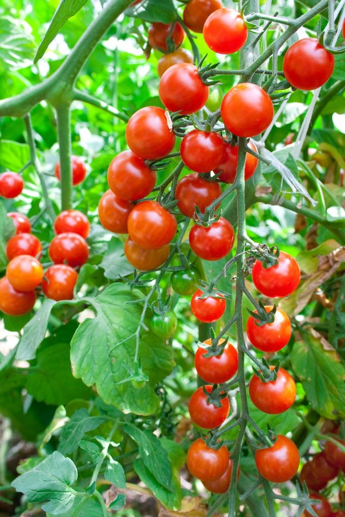 Growing Tomato Seedlings at Home: Your Ultimate Guide to Healthy, Stocky Plants