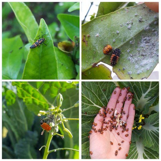 Organic Pest Control, Part 3_ Over 25 Ways to Stop Pests from Destroying Your Garden!