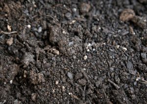 Spread 2–5 cm of organic matter around your beds. You do not need to dig it in. Let nature work it into the soil over time.