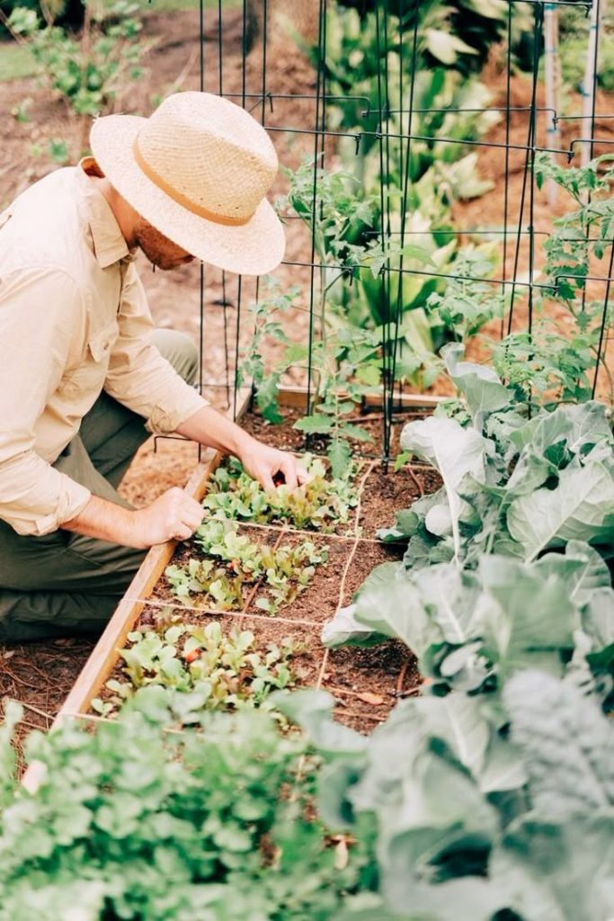The Mysterious Gardener & The Secret of the Soil