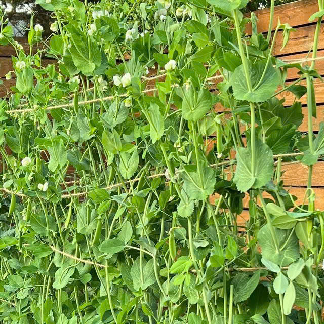 Trellis for pea