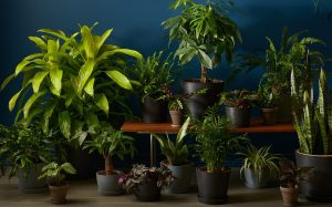 How to choose low-light plant