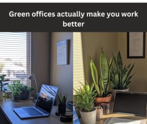 Green offices aren’t just trendy – they actually make you work better.