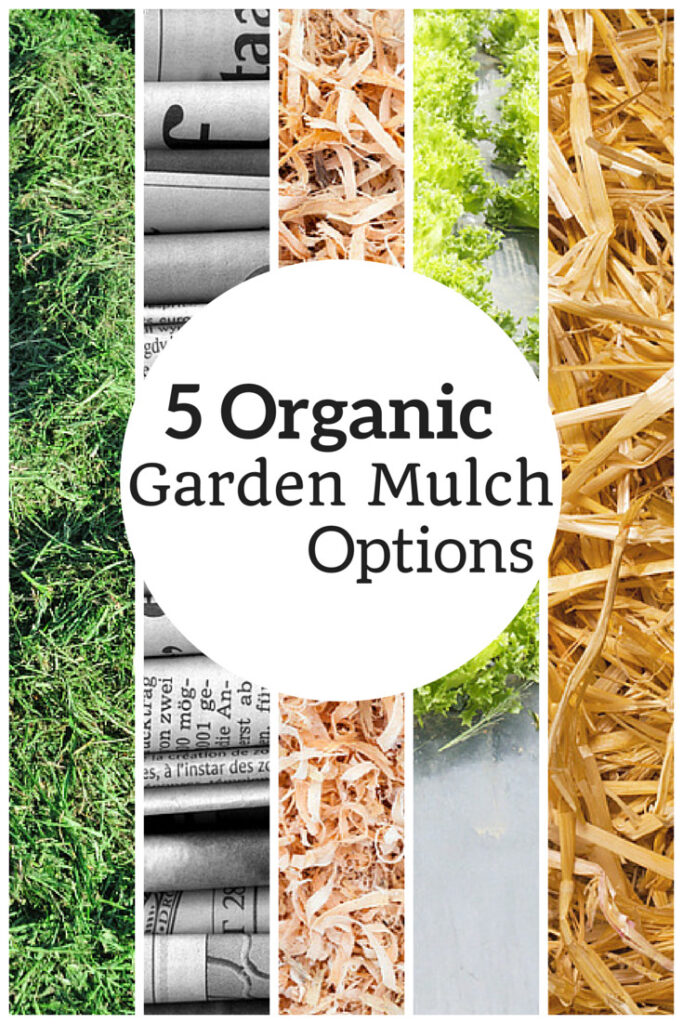 Mulch Perennial Vegetables, One of the Best December Garden Jobs