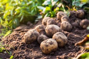 Potatoes are not only delicious and versatile in the kitchen—mashed, fried, baked, roasted—but they’re also surprisingly easy to grow.
