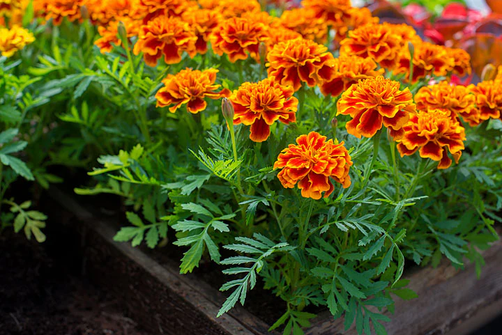 Marigolds