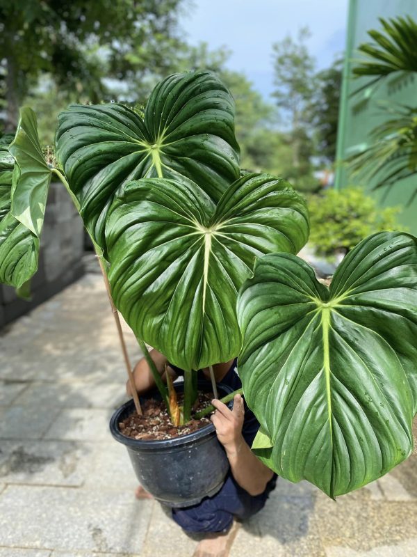 Philodendron McDowell Care Guide The Ultimate Low Maintenance philodendron-mcdowell-care-guide-the-ultimate-low-maintenance