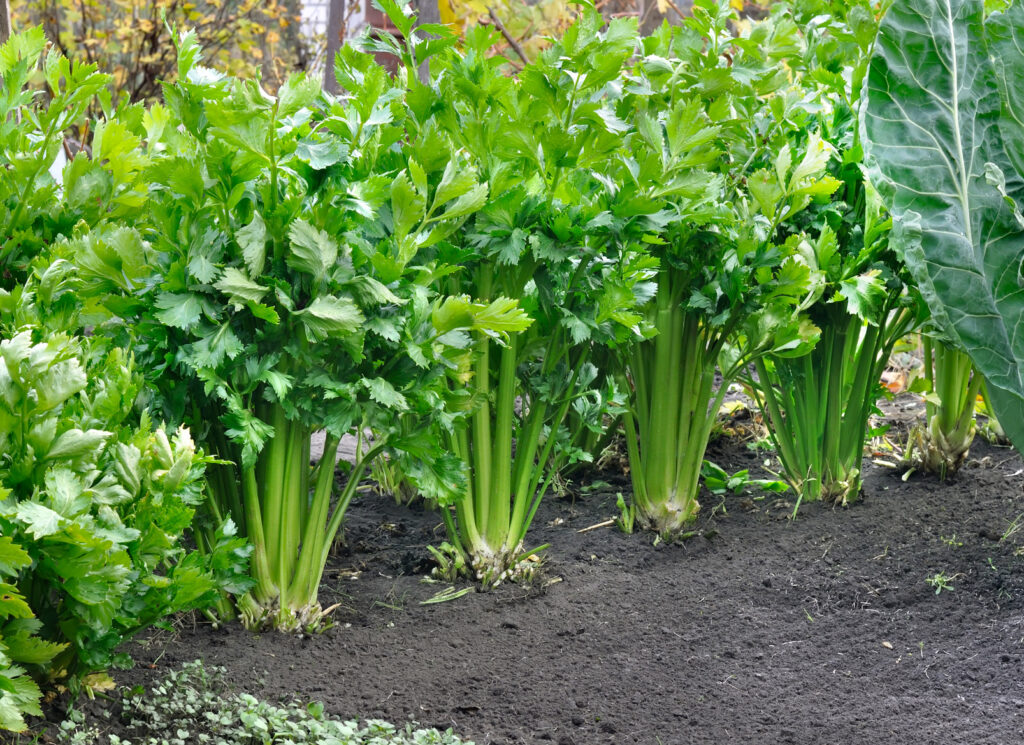 "Organic celery stalks freshly harvested — learn how to grow your own from seed in Canada.