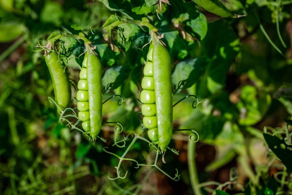 How to Grow Peas in Canada: A Complete Guide for a Bountiful Harvest
