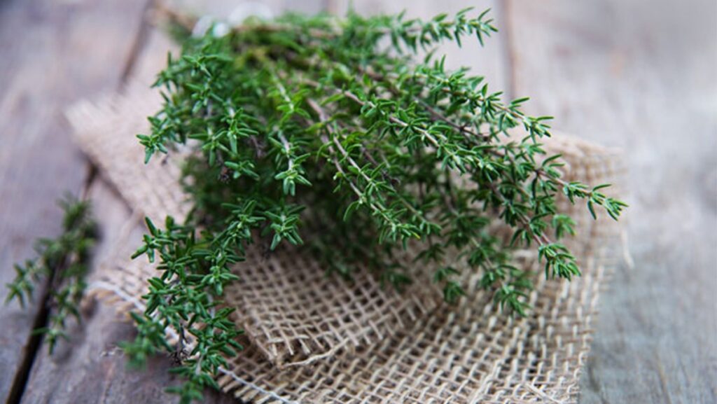 how to grow thyme