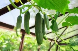 Cucumbers are about 95% water, so moisture management is crucial.