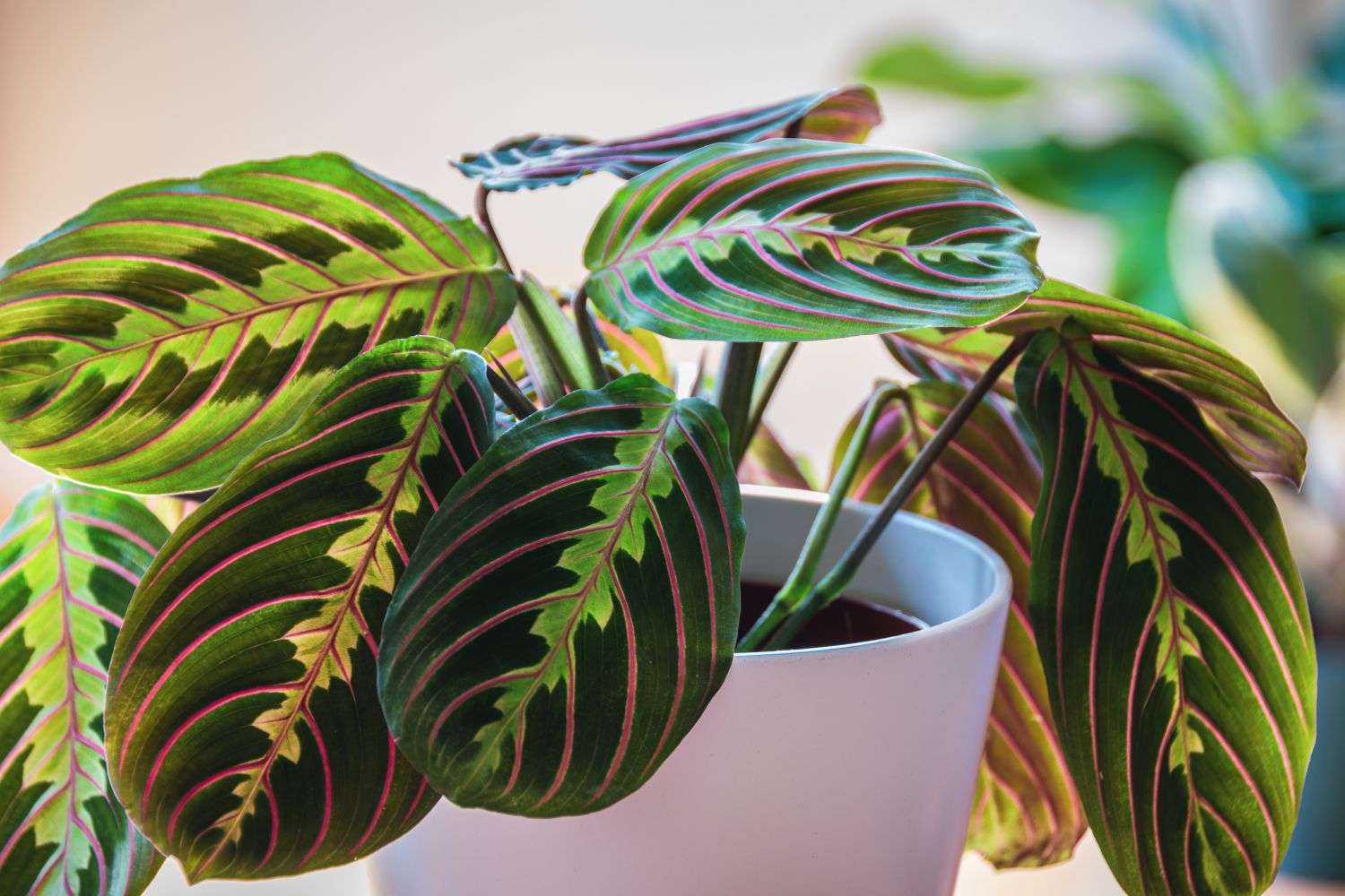 If your Prayer Plant’s growth slows or leaves become smaller, peek at the roots.