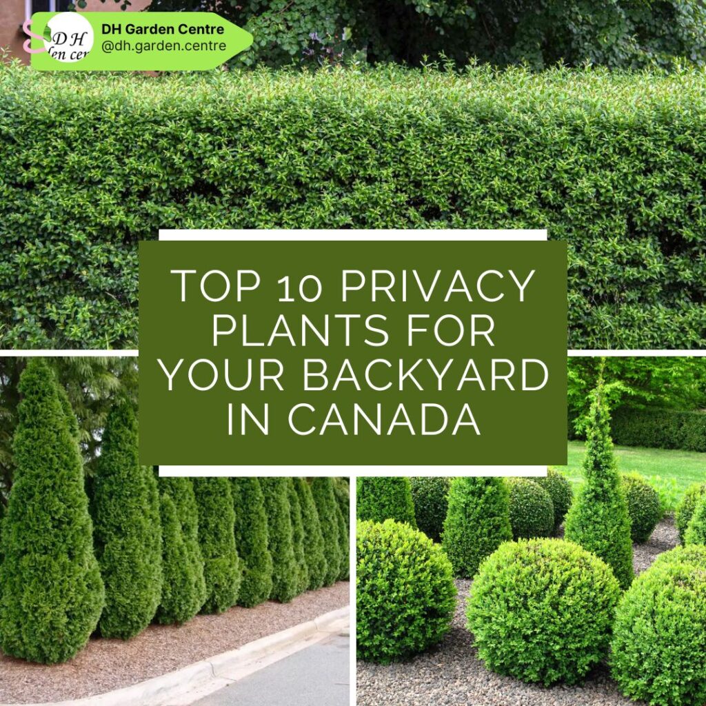 Top 10 Privacy Plants for Your Backyard in Vancouver