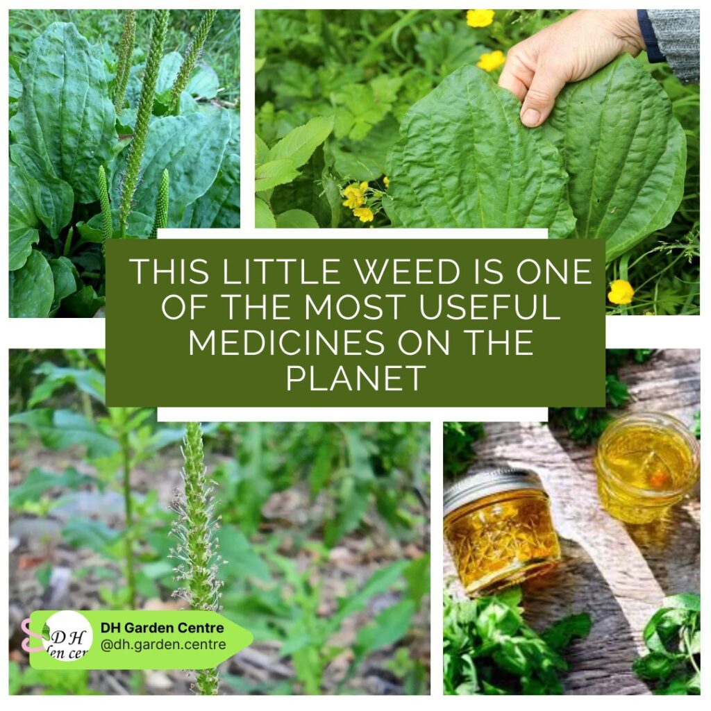 The Hidden Healer in Your Backyard: Why You Should Never Pull Out This “Weed”