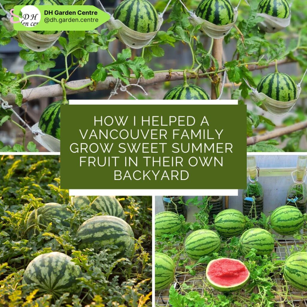 From Waste to Watermelon: How I Helped a Vancouver Family Grow Sweet Summer Fruit in Their Own Backyard