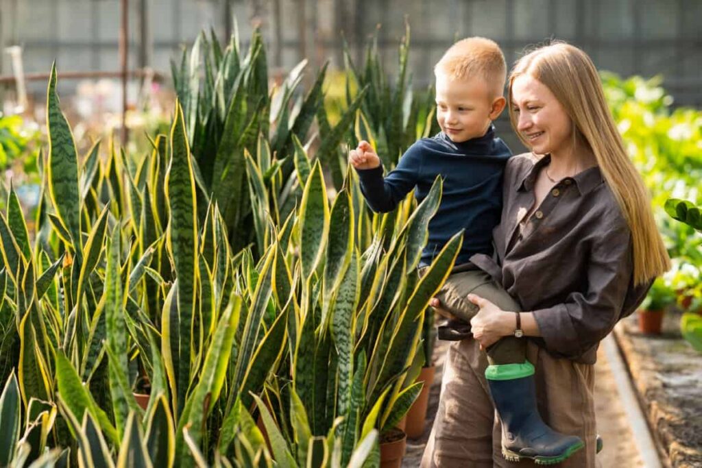 Why Your Snake Plant Won't Multiply (And How to Fix It!)
