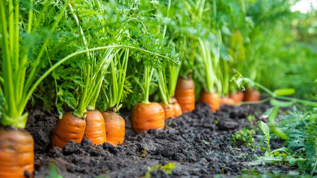 carrot planting