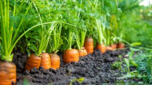 carrot planting