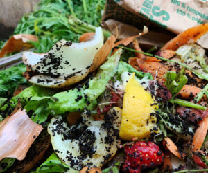 4 Free Fertilizers You Probably Have at Home—and How to Use Them Like a Pro