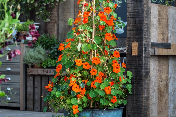 How to Grow Nasturtiums in Canada: The Edible Flower That Protects Your Garden