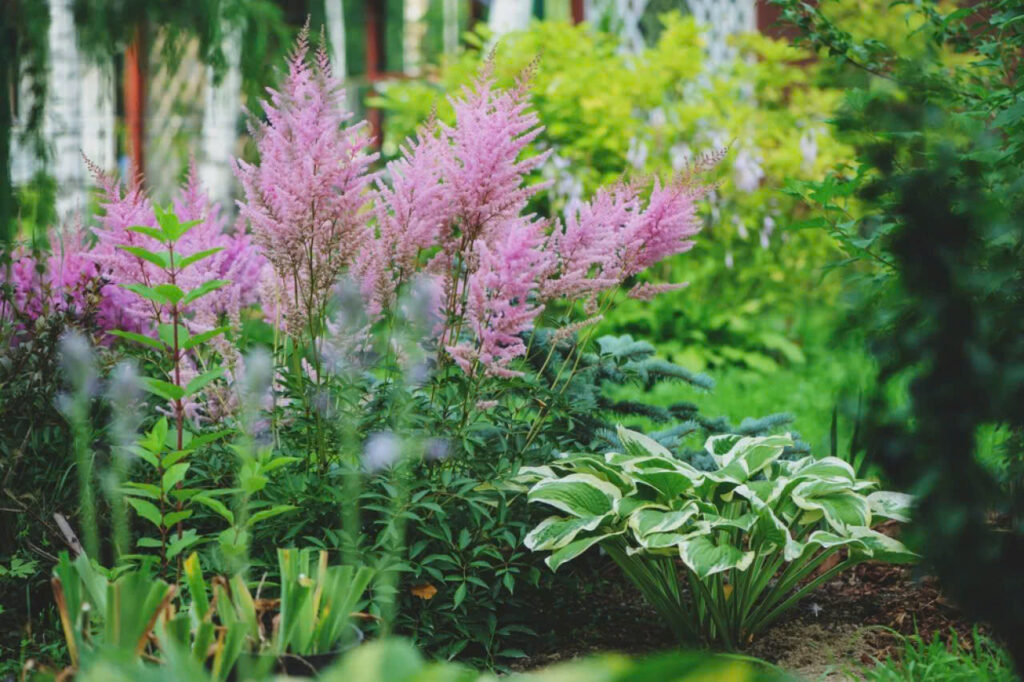 Perennials for Shade Top 5 Shade Loving Plants for North Facing Gardens in Vancouver