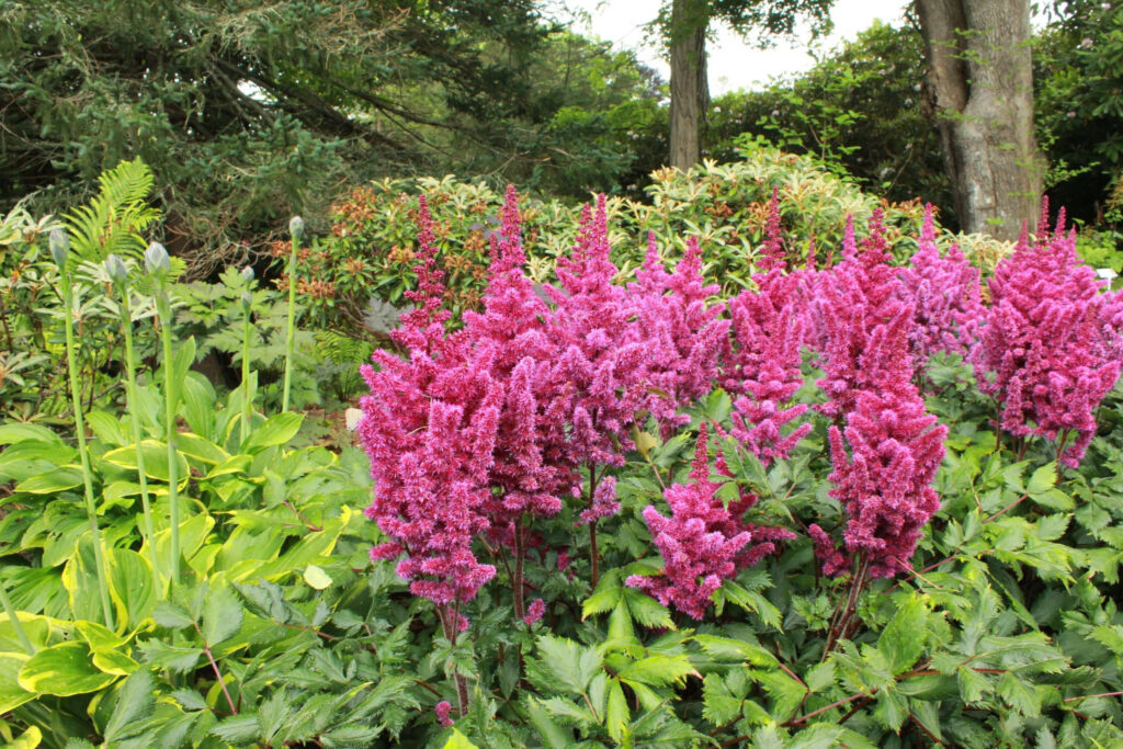 Perennials for Wet Soil in Vancouver: 10 Must-Have Plants That Love Rain