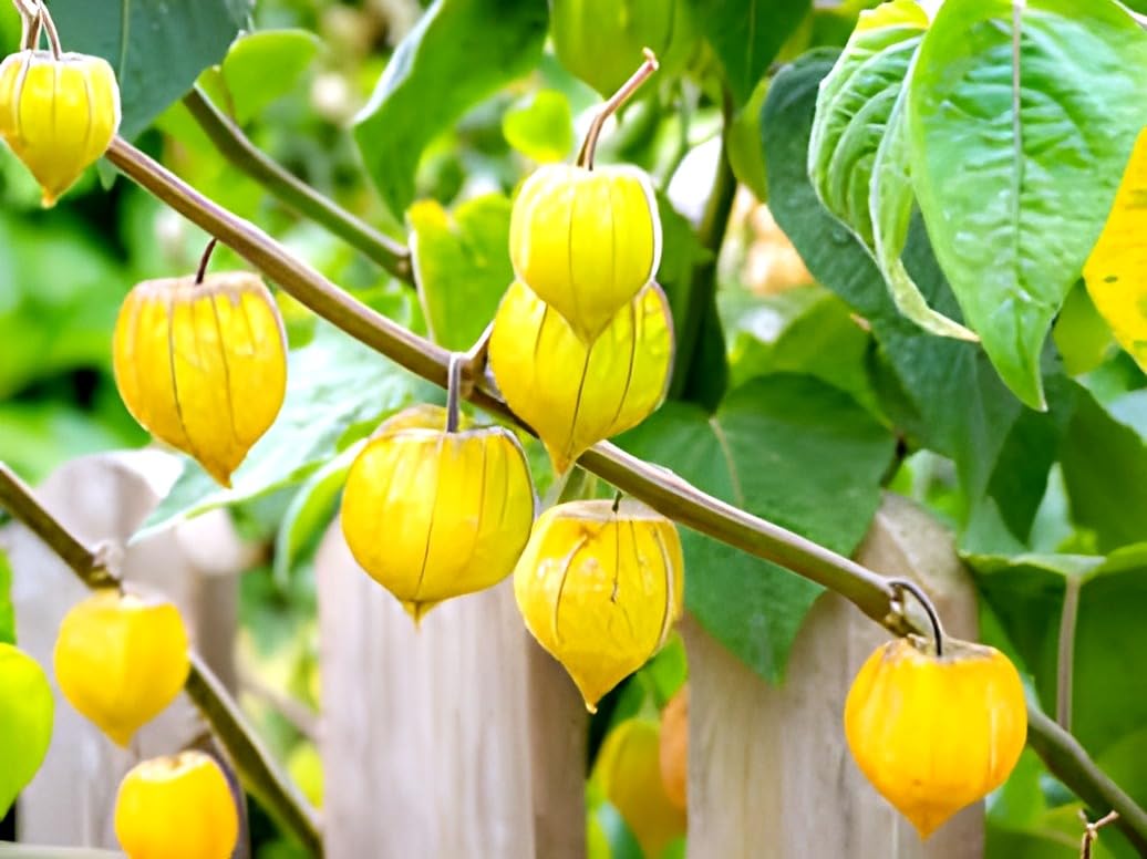 Golden berry Canada can actually help with joint pain