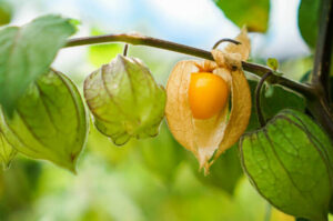Golden Berry Canada: 5 Proven Benefits for Joint Pain and Inflammation Relief
