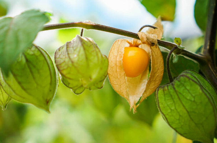 Golden Berry Canada: 5 Proven Benefits for Joint Pain and Inflammation Relief