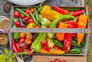 Garden centre in Vancouver: how to Harvest peppers right