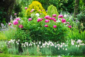how to grow and story peonies in canada