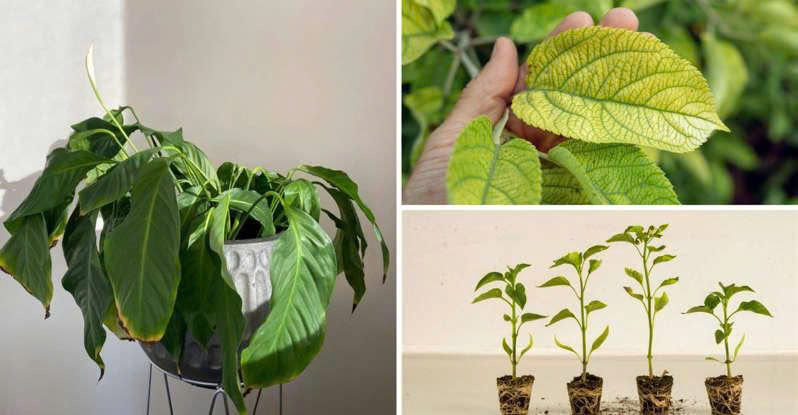 signs of new plant struggling