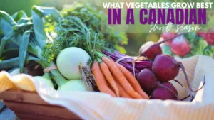 6 Easy Vegetables to Grow in Canada for Beginners – Your Guide to a Self-Reliant Garden