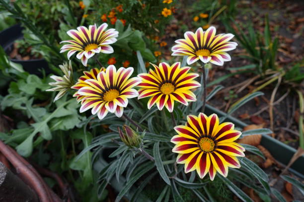 Gazania Rigens: The Sun-Loving Treasure That Turns Your Garden into a Painted Canvas