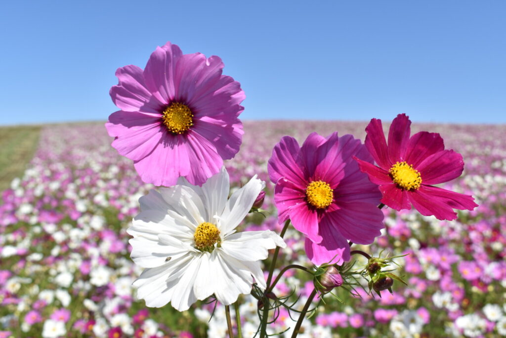 How to Grow Cosmos from Seeds: A Complete Canadian Gardener’s Guide