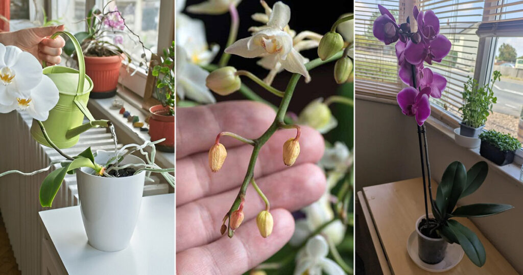 Why Your Orchid Buds Are Falling Off And How to Stop It From Happening Again