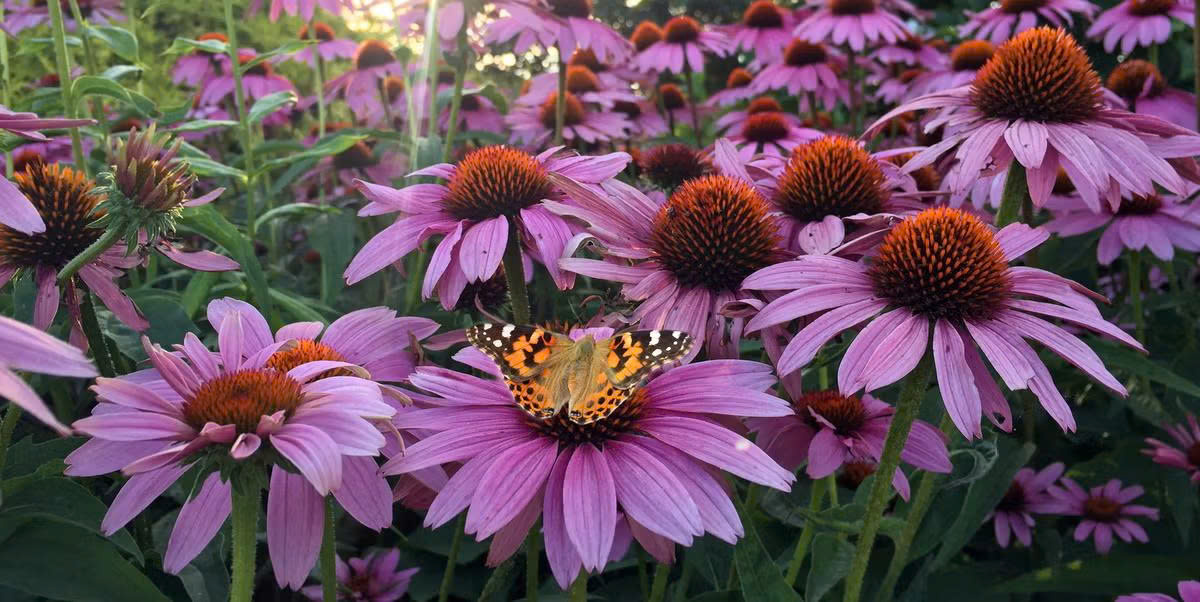 The Sun-Loving Perennials That Will Transform Your Garde