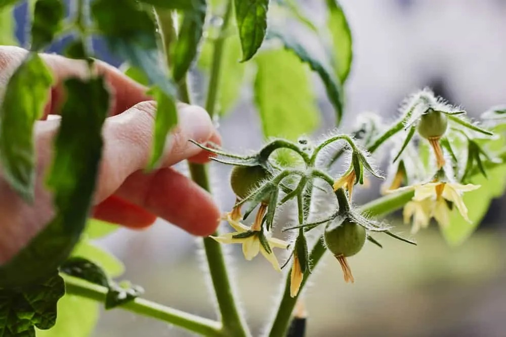 Tomato Plant Not Flowering Here Are 3 Causes and How to Fix Them