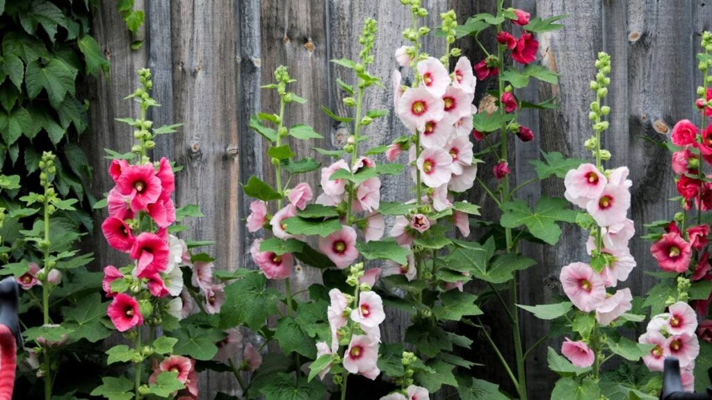How to Grow Hollyhocks in Pots or from Seeds: A Complete Guide for Canadian Gardeners