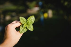Why Growing Herbs at Home Is a Powerful Step Toward Natural Wellness