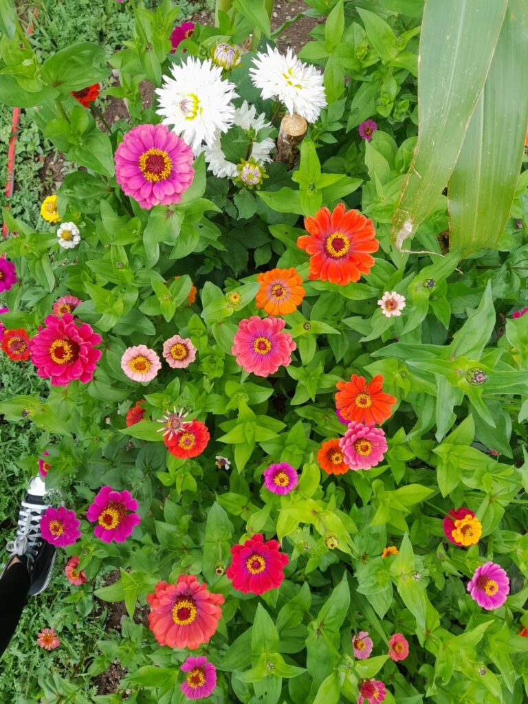 My Zinnias Didn’t Always Bloom Like This—Until I Tried This One Simple Change