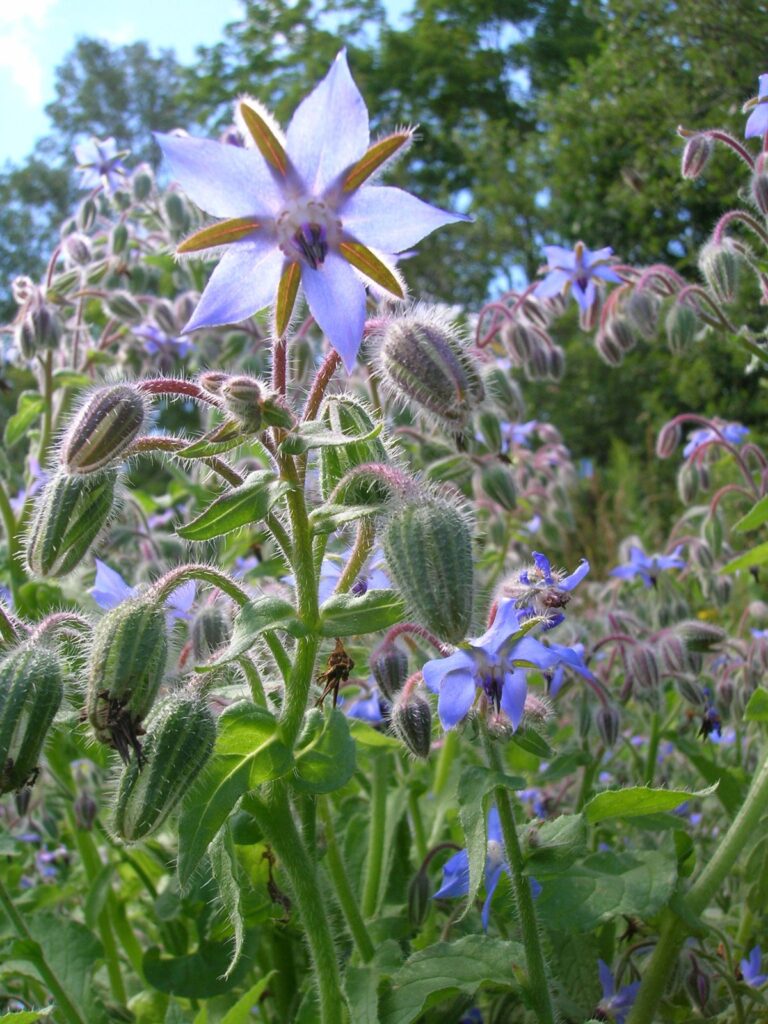 How to Grow Borage from Seed: The Starflower That Transforms Your Garden