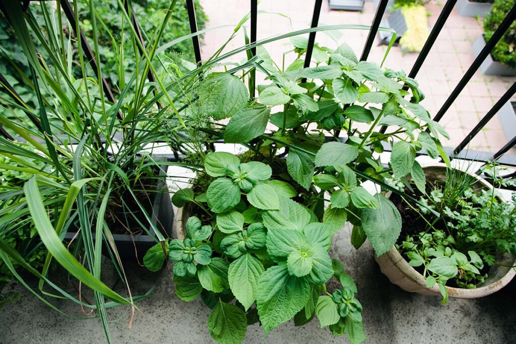 growing-herbs-on-balcony-garden