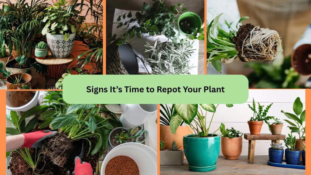 If you’re serious about how to repot indoor plants successfully, this is the number one rule: style is optional, drainage is mandatory.