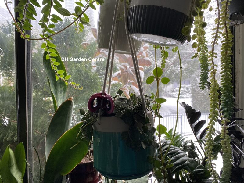 Create a safe and calm indoor environment with plants — they not only bring beauty but also reduce stress and make your space feel fresher.