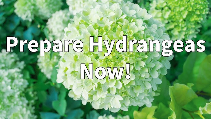 How to Prepare Hydrangeas for a Canadian Winter