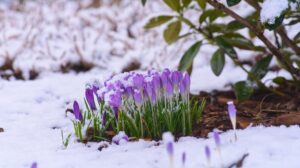 How to Prepare Your Perennial Garden for a Canadian Winter