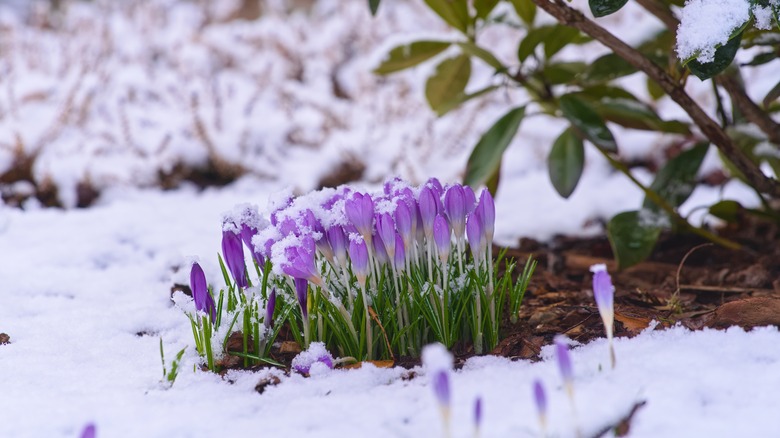 How to Prepare Your Perennial Garden for a Canadian Winter
